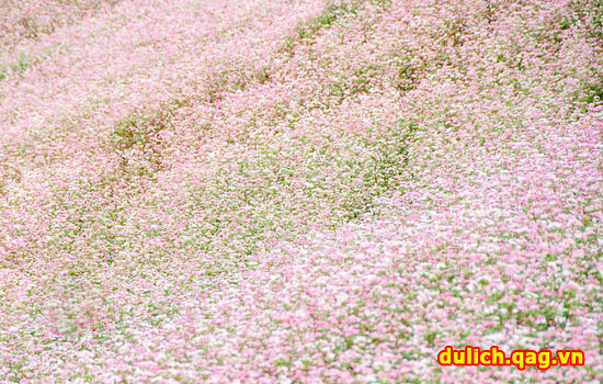 Những điểm ngắm mùa hoa tam giác mạch đẹp nhất ở Hà Giang